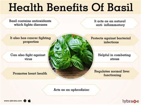 Basil Benefits And Its Side Effects Lybrate
