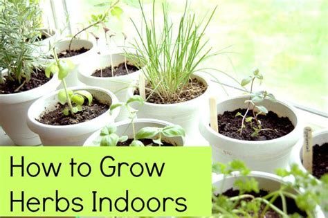 How To Grow Herbs Indoors 5 Tips