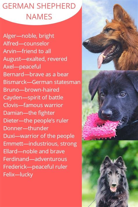 What Are Good German Shepherd Names Shepherd