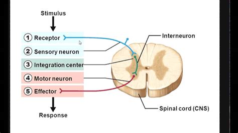 Sensory receptor Integration center Effector mp4 - YouTube