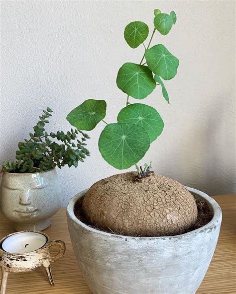 Small, spring, growing, leaves, white, thailand, new, grow, individual, natural, tree, investment, raw, background, plant, ground, care. My Stephania Erecta finally has leaves 🌿😊 | Plante