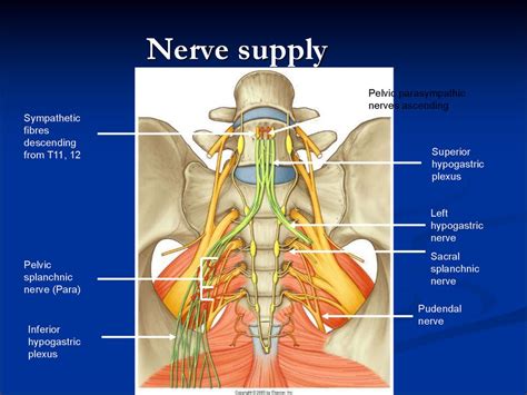 Pelvic аnatomy - online presentation