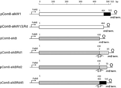 Structure Of The Recombinant Plasmids For Expression Of The Alkb And Download Scientific