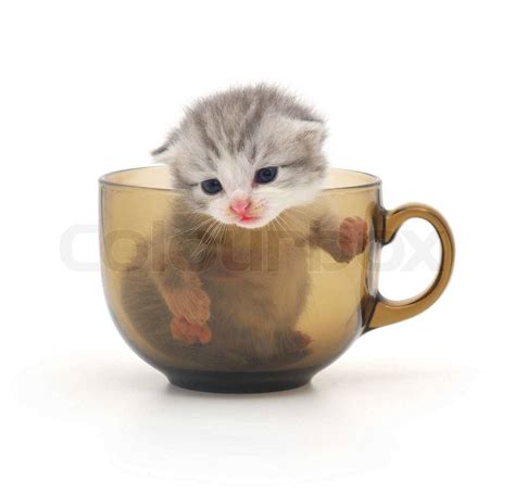 Kitten In Cup Stock Photo Colourbox