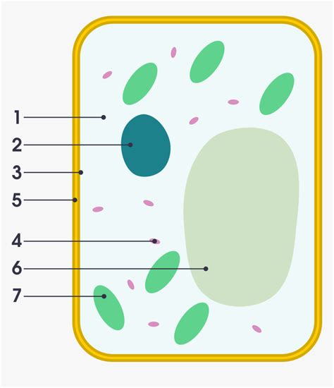 Plant Cell Vs Animal Cell Simple Png Download Simple Plant Cell