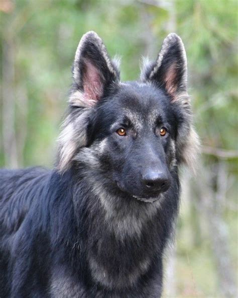 Black And Silver German Shepherds Black And Silver Longhaired German