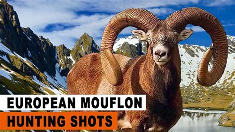 European Mouflon Hunting In France Chasse Au Mouflon En France