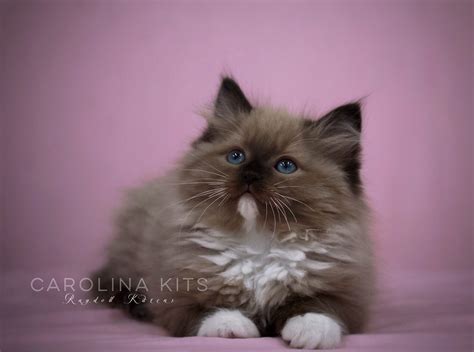 Ragdoll Kittens For Sale Carolina Kits North Carolina