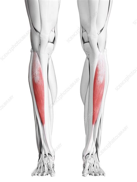 Tibialis Anterior Muscle Illustration Stock Image F Science Photo Library