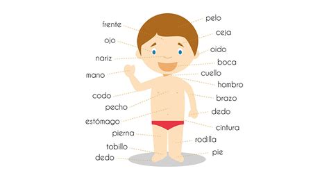 Basic Body Parts In Spanish