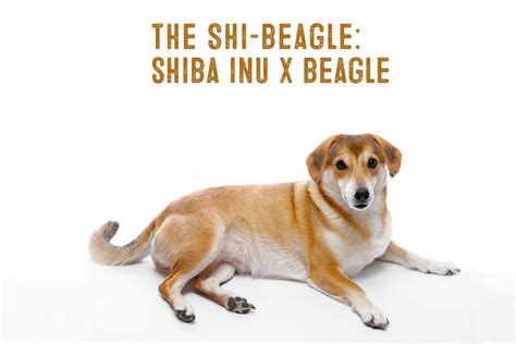 shiba inu beagle mix facts  information   shiba inu