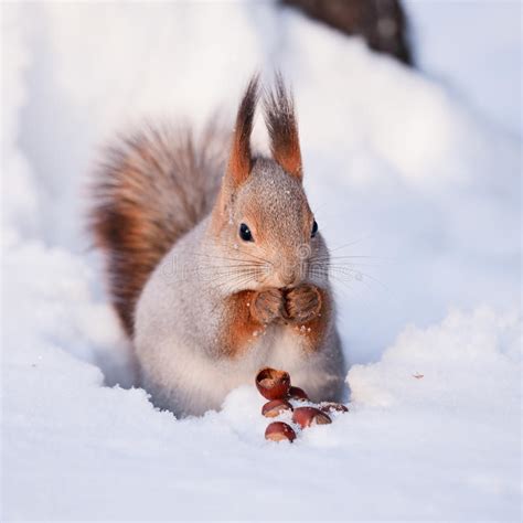 Suchen sie sich das bild aus, das sie als hintergrundbild einstellen möchten. Winterbilder Tiere Als Hintergrundbild - Red Spring ...