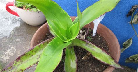 Bigode De Ouro Planta