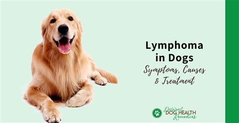 Lymphoma In Dogs Symptoms And Treatment