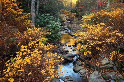 Fall Foliage Forest Creek Scenery Sunset Creeks And Streams Free