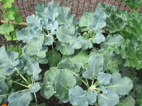 How To Harvest The Most Broccoli From Your Plants ~ The