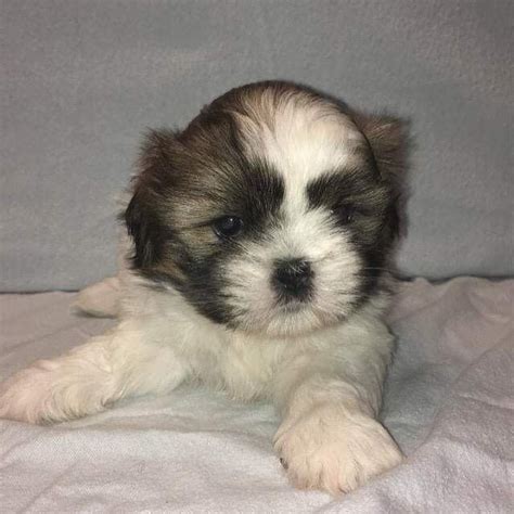 These fluffy shih tzu puppies are a good fit for families, gets along with other pets, and are affectionate. Shih Tzu Puppies For Sale | Milwaukee, WI #313376