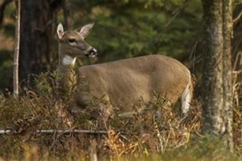 Antlerless Deer License Application Results Now Available Keweenaw Report