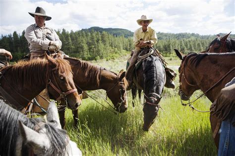 Modern Day Cowboys Drive Cattle In Colorado Cbs News