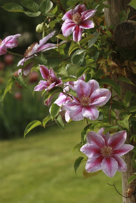 Clematis is the number one genus of vine plants used in the home landscape. Training Clematis Vines - Tips For Clematis Growing On ...