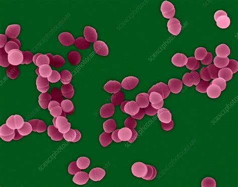 Enterococcus Faecium Sem Stock Image C0322605 Science Photo Library