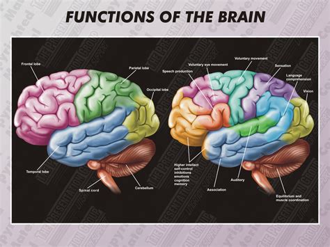Parts Of The Brain And Their Functions Chart Pdf