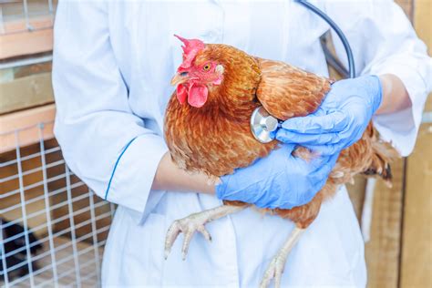 How Avian Influenza Can Affect Your Chickens And What To Do About It