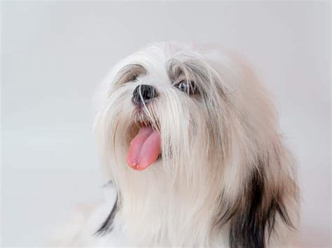 12 Amazing Facts About A Dogs Tongue Latchkey Pets