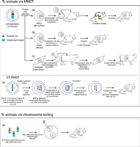 Generation Of Transchromosomic Animals Via Human Chromosome Fragments