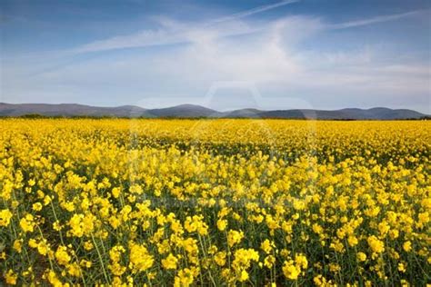 Yellow Field Landscape