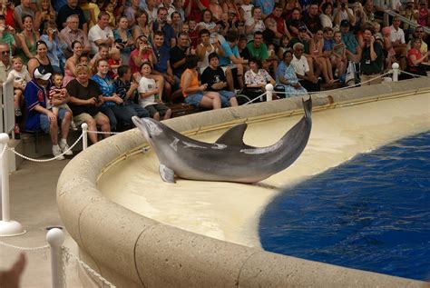 Zoo Death Stirs Debate About Keeping Dolphins In Captivity Wired
