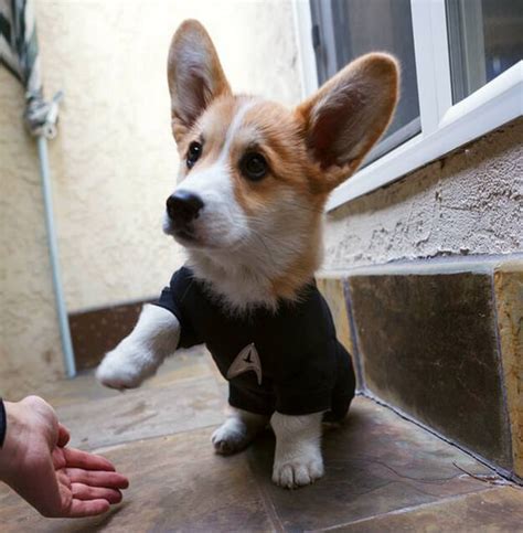 Has your dog been diagnosed with heartworms? 5 Reasons Why Corgi Puppies Are The Best And 25 Pictures ...