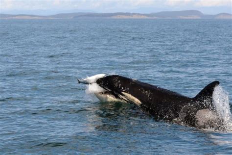 Northern And Southern Resident Orcas Hunt Differently Which May Help
