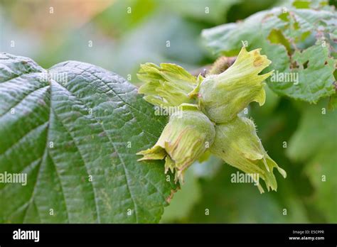 Hazel Hedge Hi Res Stock Photography And Images Alamy