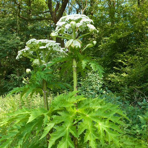 Giant Hogweed Removal In Northern Ireland
