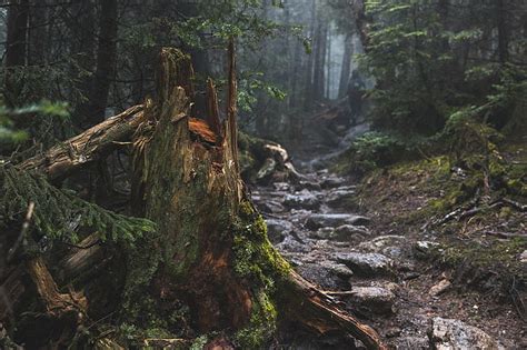 Forest Tree Stump Path Rock Mist 1080p 2k 4k 5k Hd Wallpapers Free