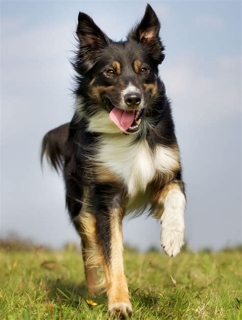 En effet, on retrouve le border collie dans les élevages extérieurs pour son efficacité à rassembler les troupeaux. Everything You Need to Know about Border Collie Colors and ...