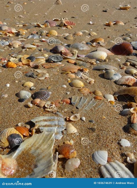Closeup Of A Beach Filled With A Variety Of Shells Stock Image Image