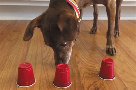 3 Indoor Dog Games To Play When Youre Stuck Inside