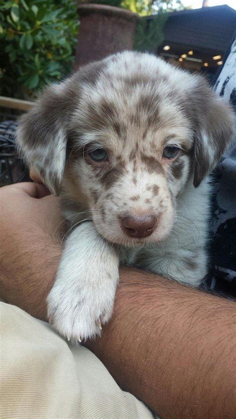 Aussiedor (Australian Shepherd x Labrador) - Tap the pin for the most adorable pawtastic fur
