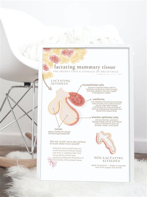 Lactating Mammary Tissue Posterhandout Breast Anatomy Etsy