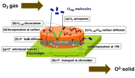 Possible Reaction Mechanisms Of Oxygen Reduction Reactions ORR On