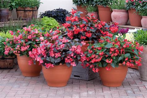 Big Begonias For Containers And Borders Rhs Gardening