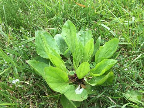 9 Common Lawn Weeds In Northern Virginia Identification