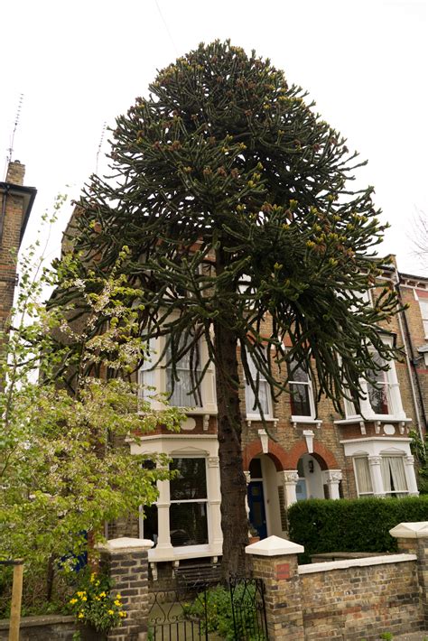 Monkey puzzle forests have been destroyed by logging, fire and grazing. The Monkey Puzzle Tree Nut: The Biggest Monkey Puzzle Tree ...