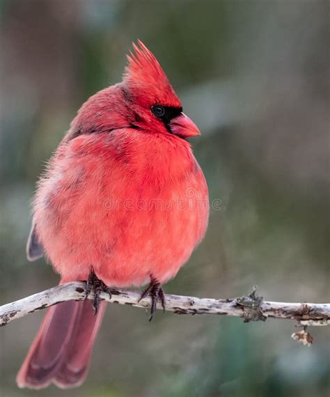 Northern Cardinal Perched On A Branch Stock Image Image Of Bird