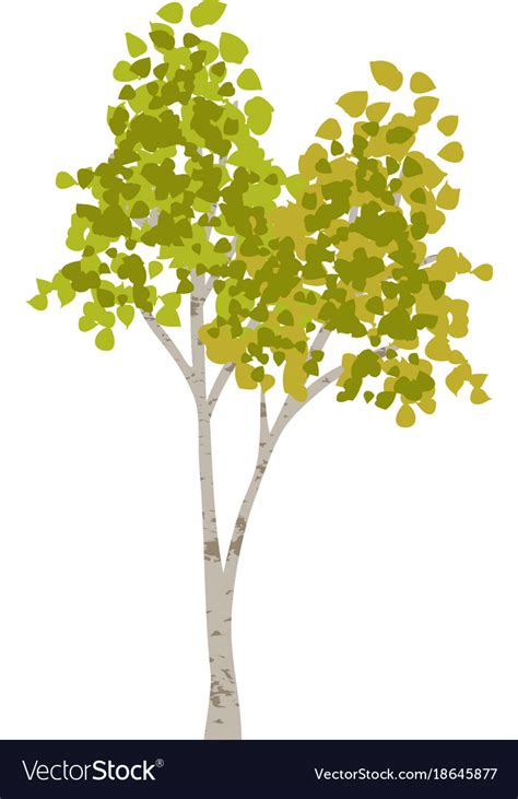 Hand Drawn Aspen Birch Tree Royalty Free Vector Image