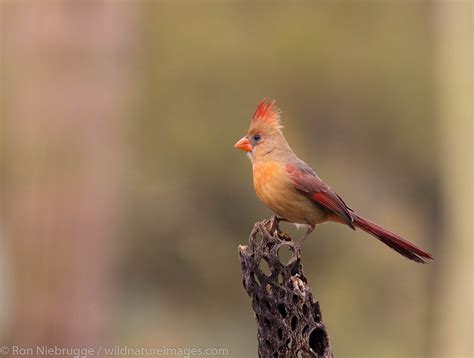Female Northern Cardinal Photos By Ron Niebrugge