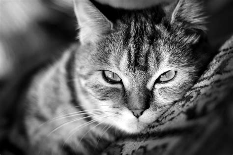 Cat Wallpapers High Quality Download Free