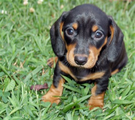 6 Weeks Old Betty Smooth Blacktan Dachshund Black And Tan